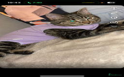 American Shorthair cats for sale: Female cat 1 year old  - Image 3