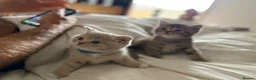 British Shorthair cats for sale: Stunning British shorthair kitten  - Advert 22