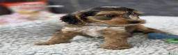 Cockapoo dogs for sale: Stunning Cockapoo Pups- Last Girl and 2 Boys - Advert 27
