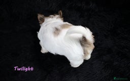 Yorkshire Terrier dogs for sale: Stunning Biro & Merle Yorkie Girls – Ready Nov 25 - Advert 17