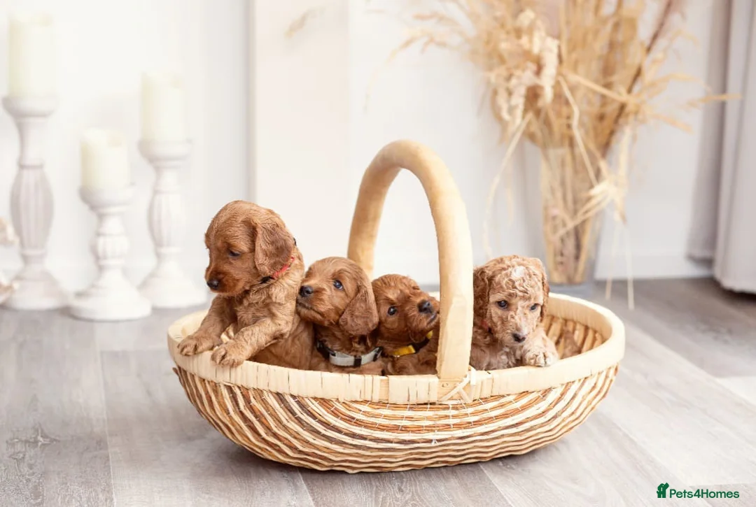 Miniature Poodle dogs for stud: Miniture Poodle for stud - SHORT NOTICE AVAILABLE in Coalville - Advert 26