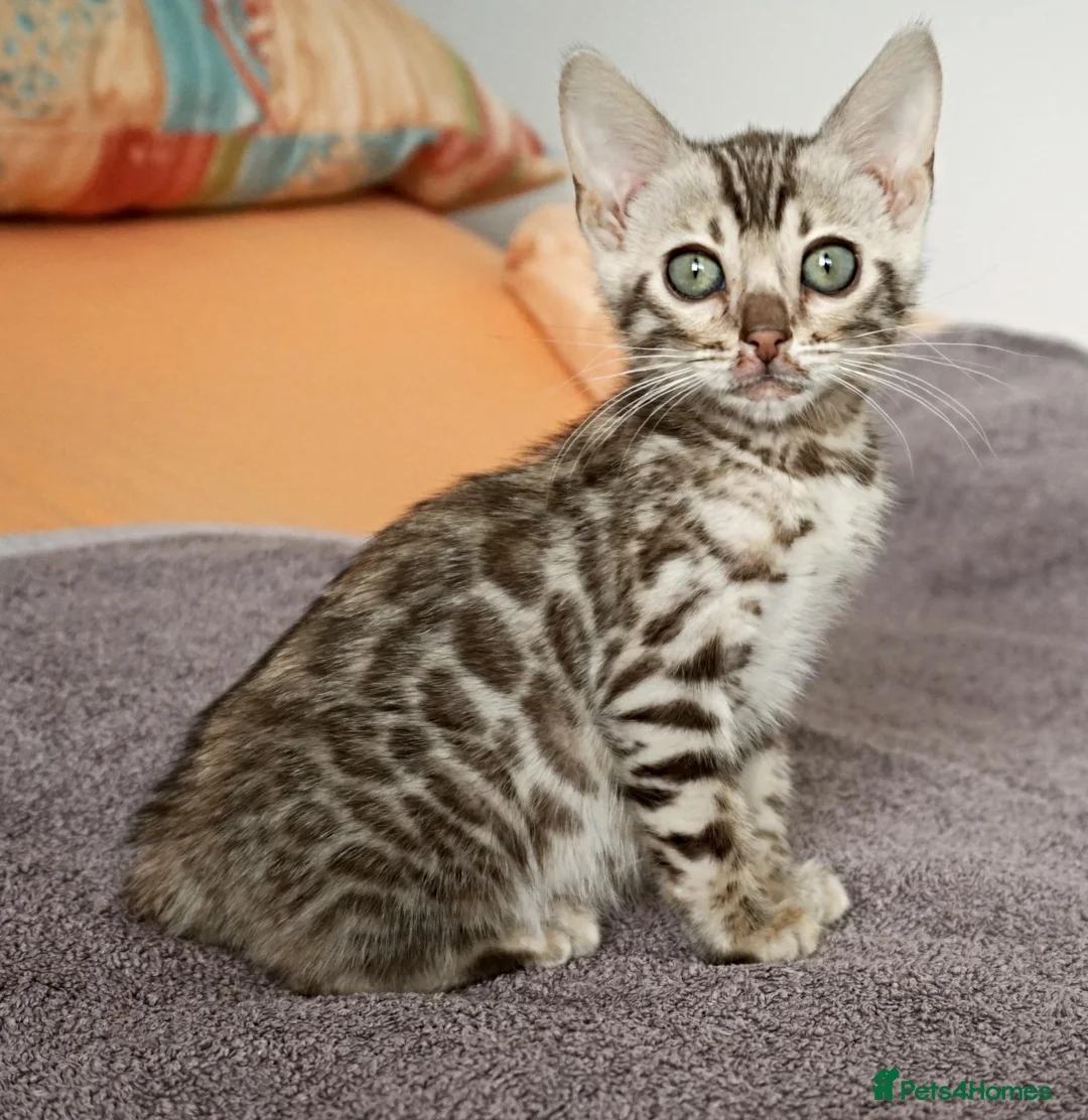 Bengal cats for sale: Gorgeous Bengal Girl Kitten - Advert 11