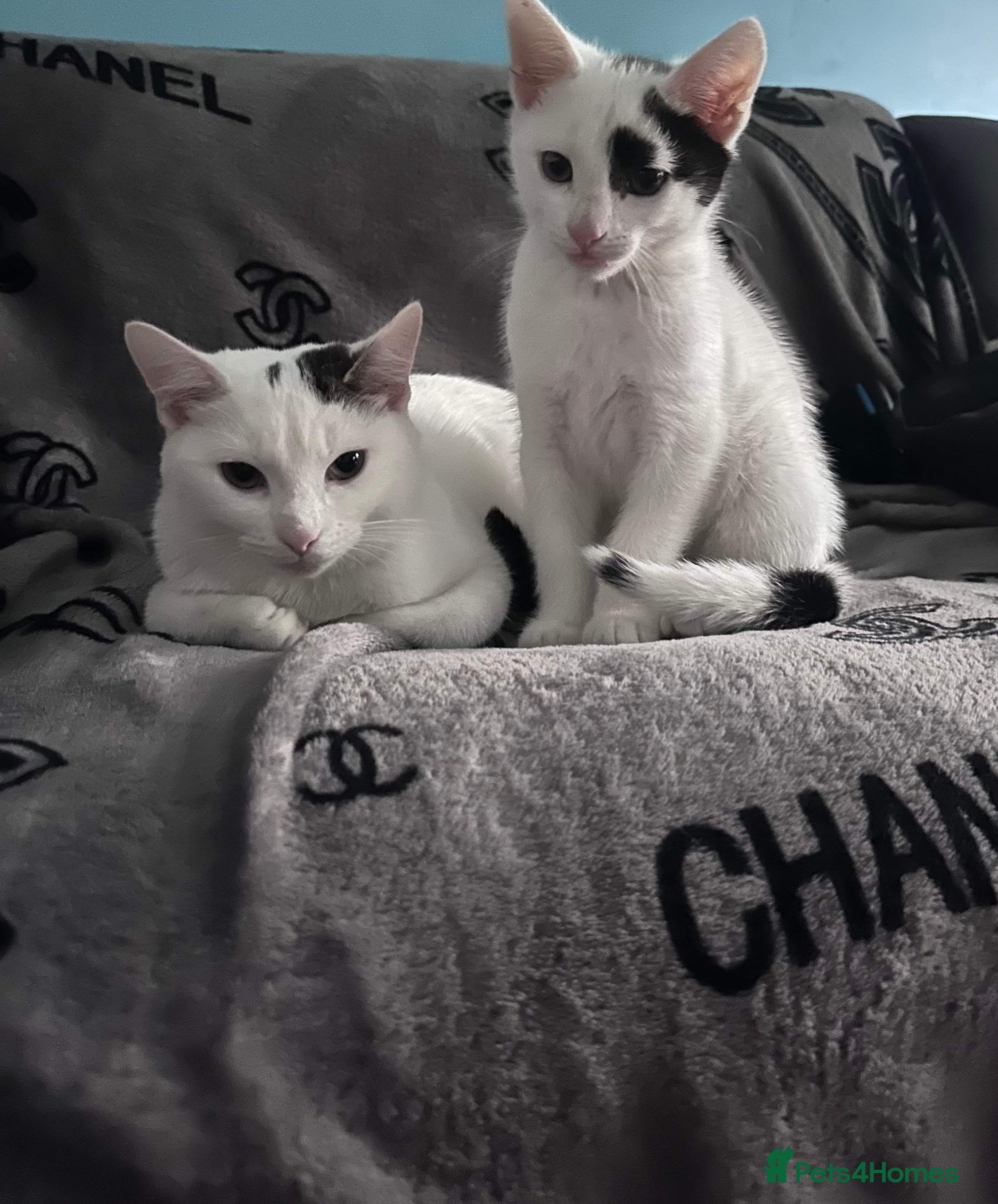 British Shorthair cats Patch  - Advert 9