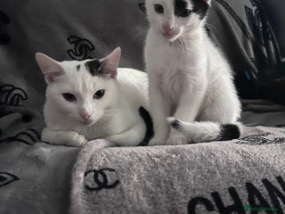 British Shorthair cats Patch - Advert 9