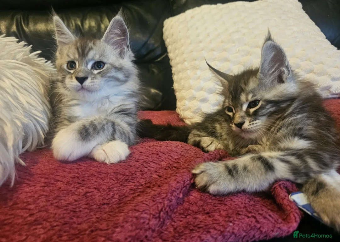 Maine Coon cats for sale: Champion bloodline maine coon kittens TICA - Advert 24