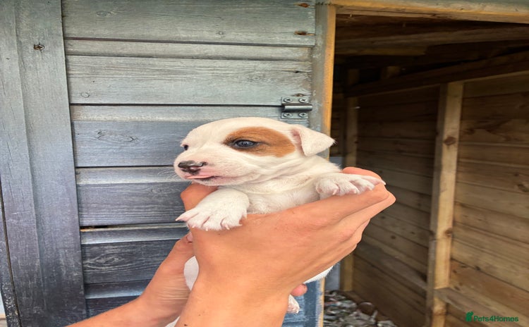 Jack Russell dogs - Advert 5