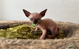Sphynx cats for sale: Exquisite Sphynx Kittens - Image 22