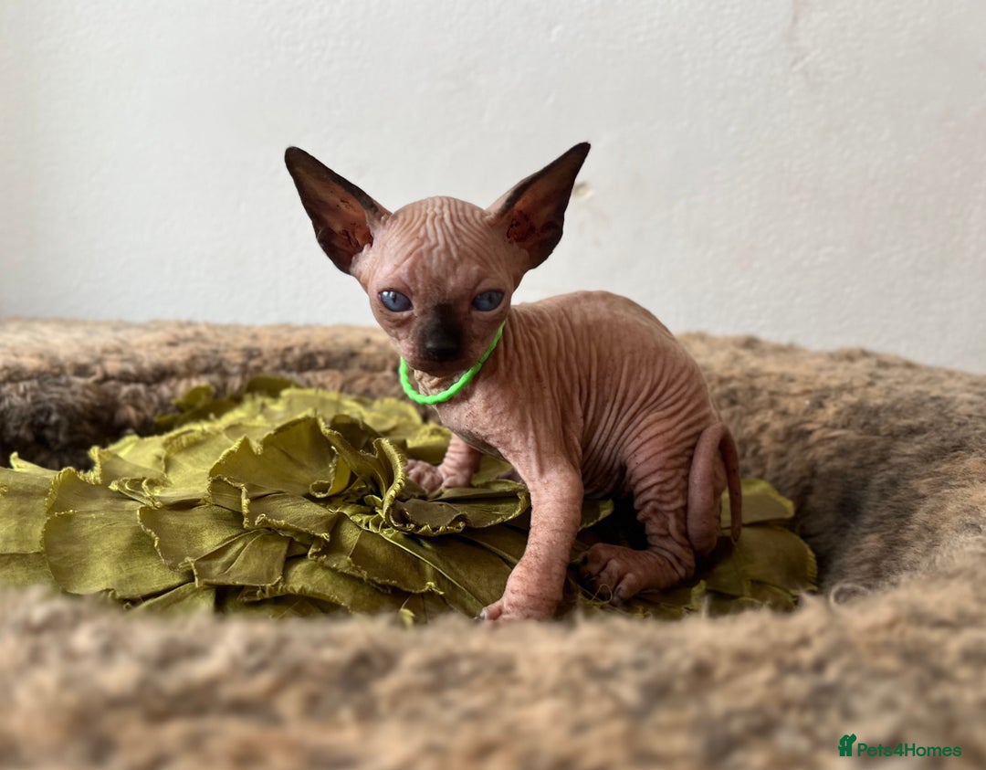 Sphynx cats for sale: Exquisite Sphynx Kittens - Image 22