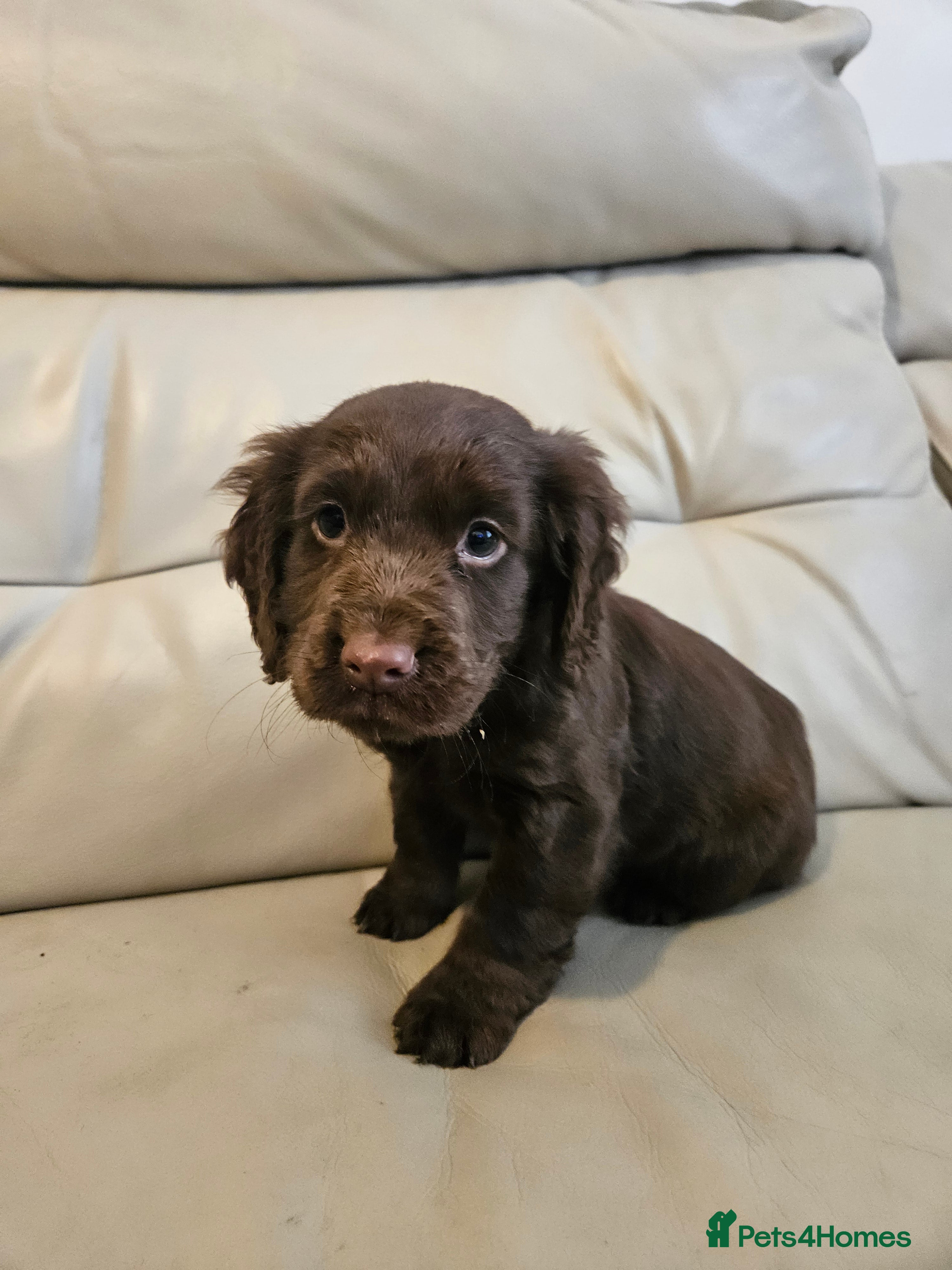 Cocker Spaniel dogs Working cockerspaniel puppy - Advert 3