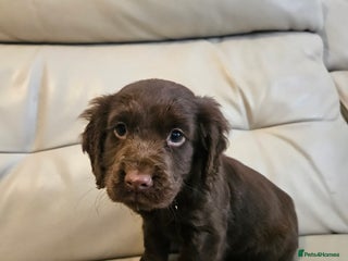 Cocker Spaniel dogs Working cockerspaniel puppy - Advert 1