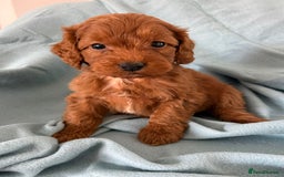 Cockapoo dogs for sale: Beautiful fox red cockapoo - Image 21