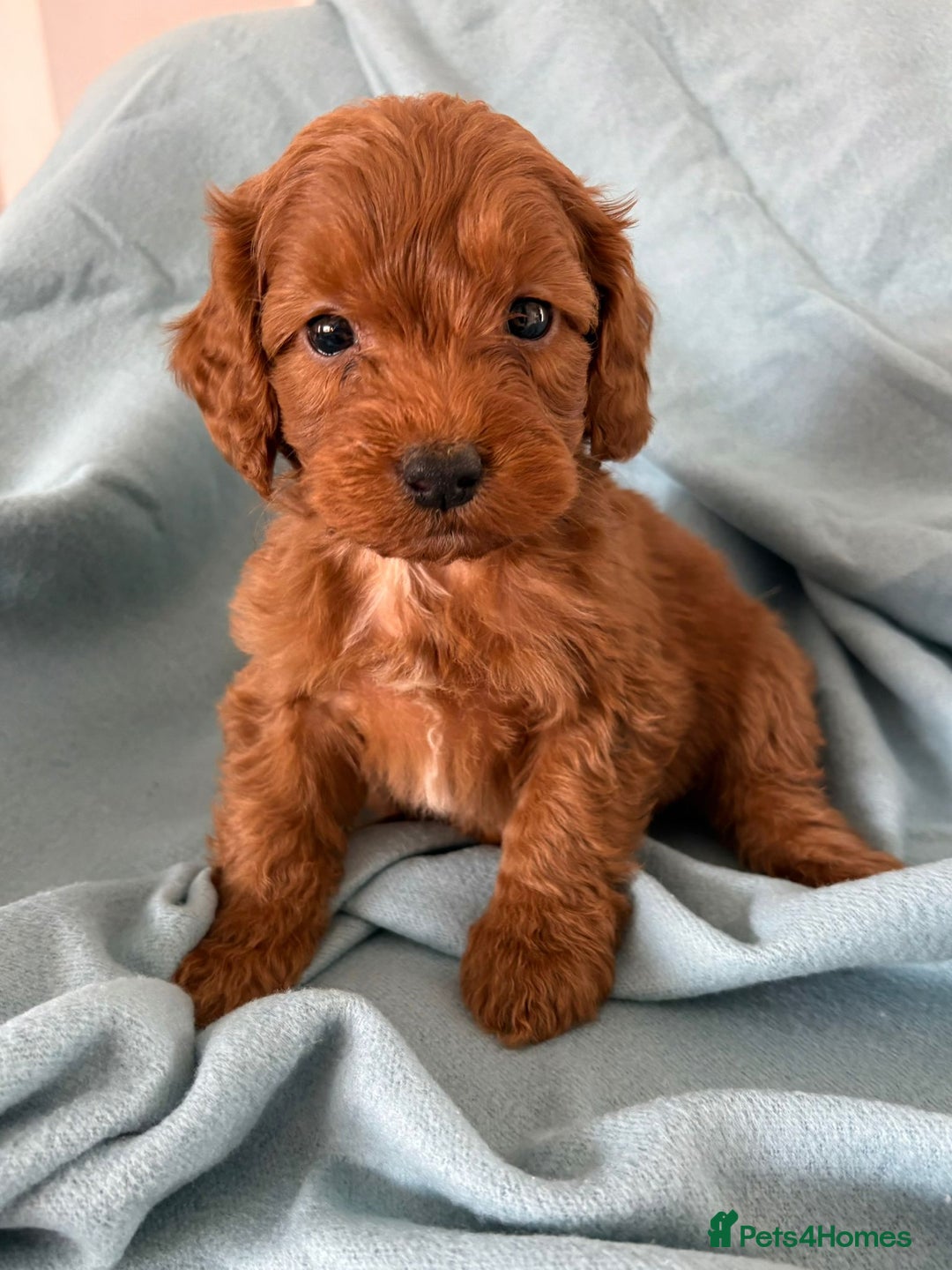 Cockapoo dogs for sale: Beautiful fox red cockapoo - Image 21