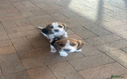 Beagle dogs for sale: Beautiful beagle puppies for sale  - Image 1