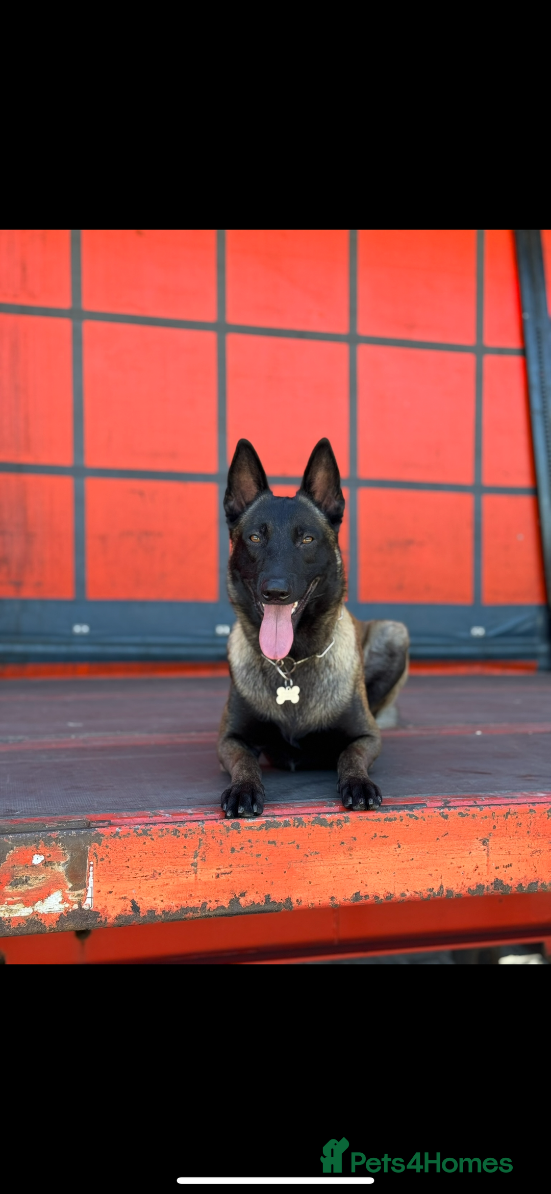 Belgian Shepherd Dog dogs for stud: Belgian Malinois Stud Male FCI - Image 4