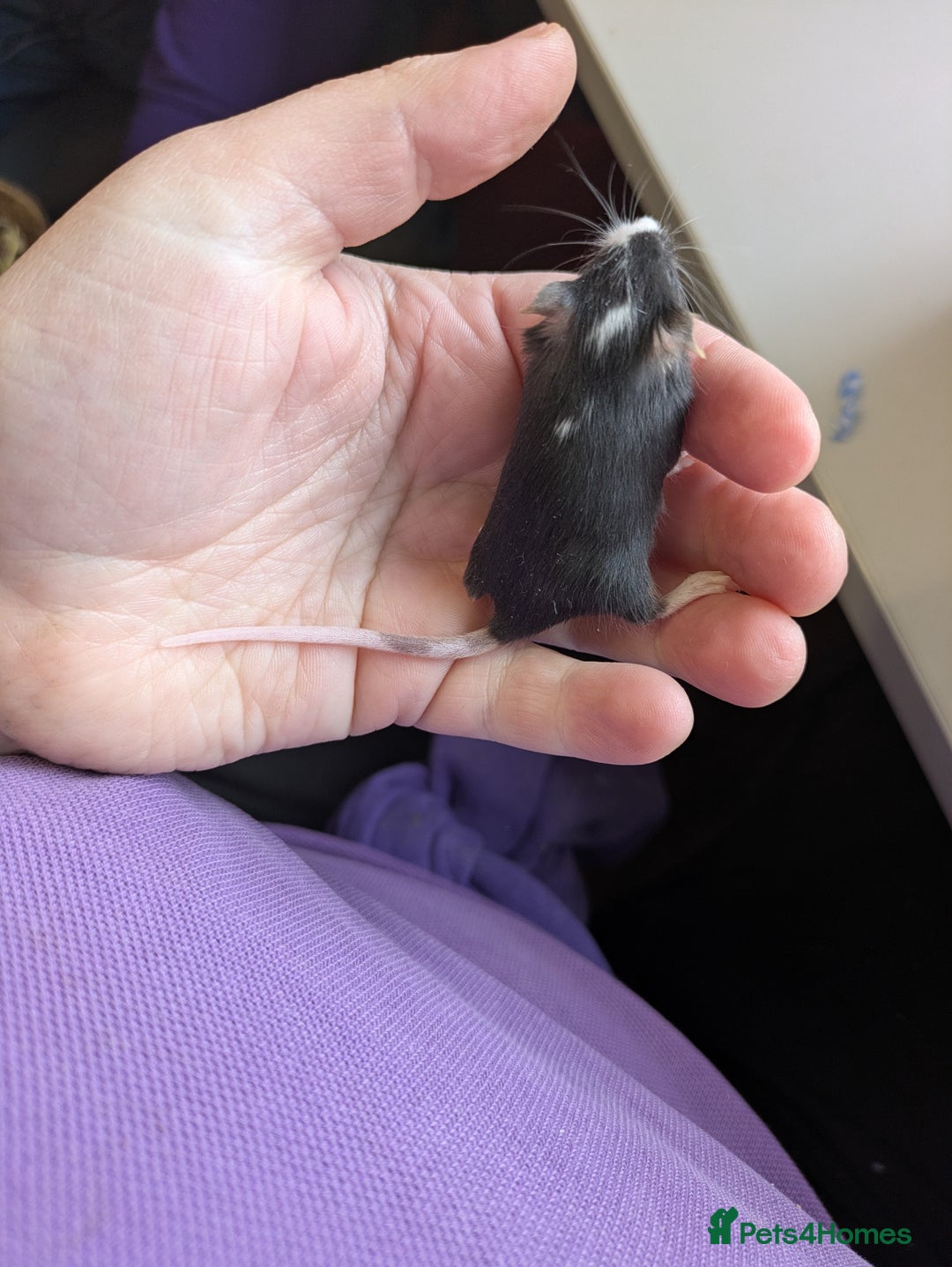 Mouse rodents for sale: Baby mice mixed  - Image 3