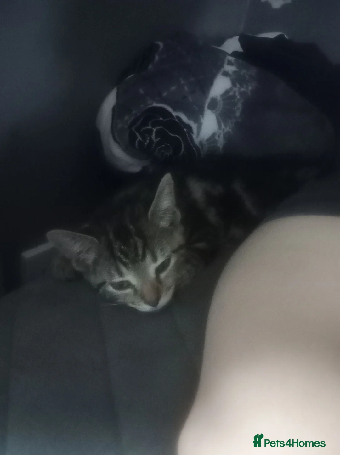 Mixed Breed cats for sale: Tabby female cat  - Advert 3