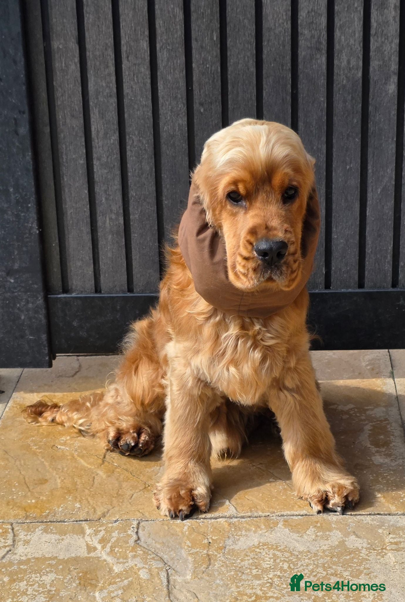 Cocker Spaniel dogs Stunning Stud Boy Full Health Tested - Advert 6