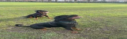 Rottweiler dogs for sale: 1 Female Rottweiler Puppy Available  - Advert 6