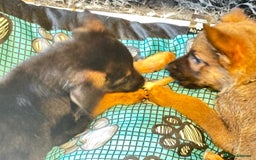 Mixed Breed dogs for sale: Malinois rotti cross puppy’s for sale - Image 15
