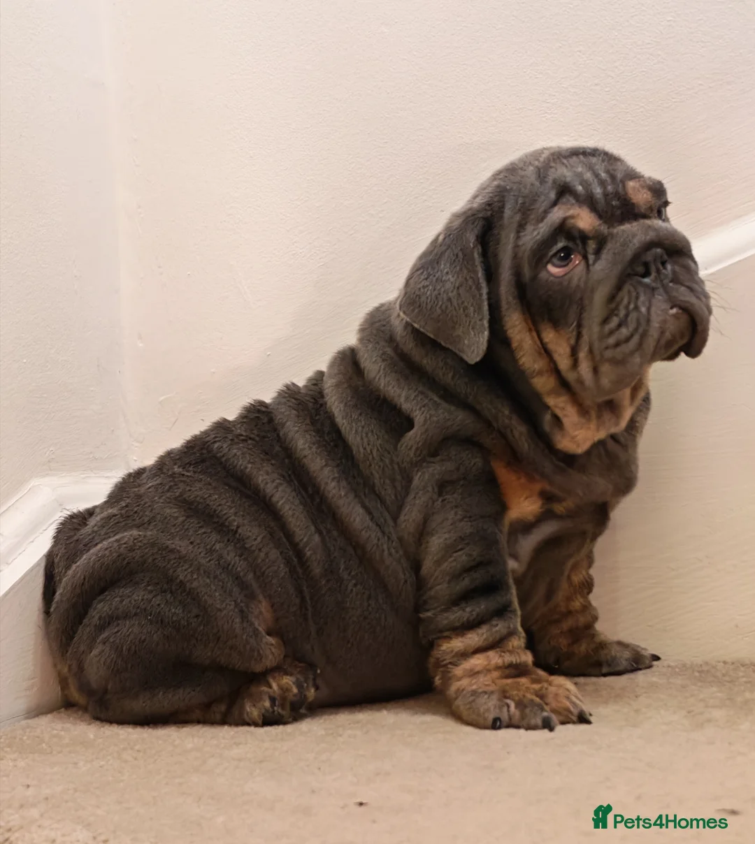 English Bulldog dogs for sale: English bulldog  - Advert 3