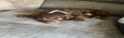 Doxiepoo dogs for sale: Male doxiepoo pup  - Advert 9