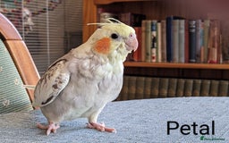 Cockatiels birds for sale: Hand-Reared male + female Cockatiels - Image 8