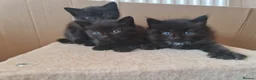 Mixed Breed cats for sale: 3 black kittens for sale - Advert 6