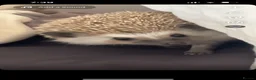 Pygmy Hedgehog rodents for sale: Year old Pygmy Hedgehog  - Advert 8