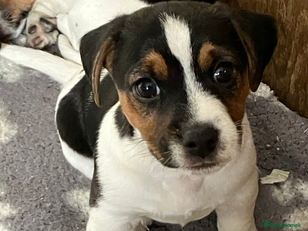 Jack Russell dogs for sale: Jack Russell Pup - Advert 7