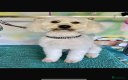 Mini Goldendoodle dogs for sale: Beautiful miniature F1 Golden Doodle puppies  - Image 6