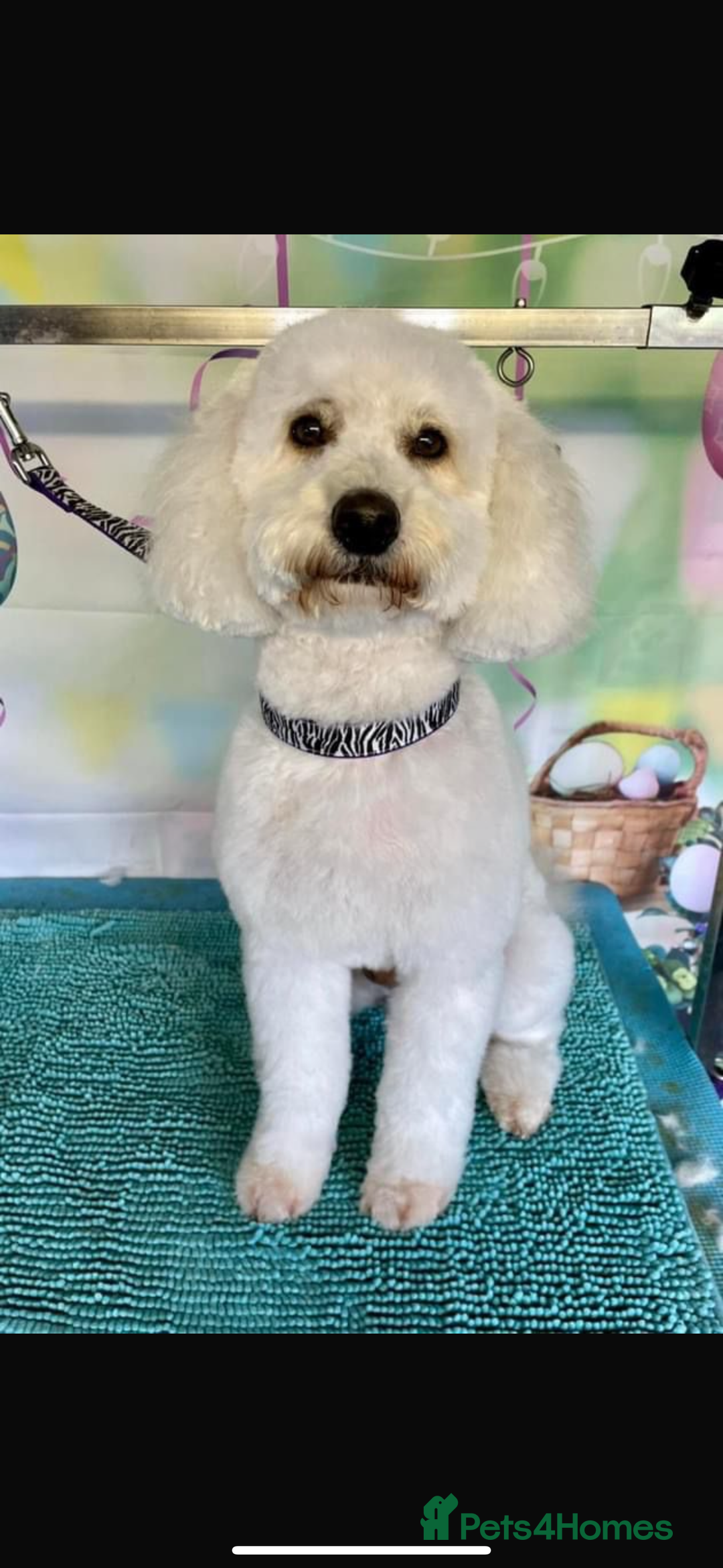 Mini Goldendoodle dogs for sale: Beautiful miniature F1 Golden Doodle puppies  - Image 6