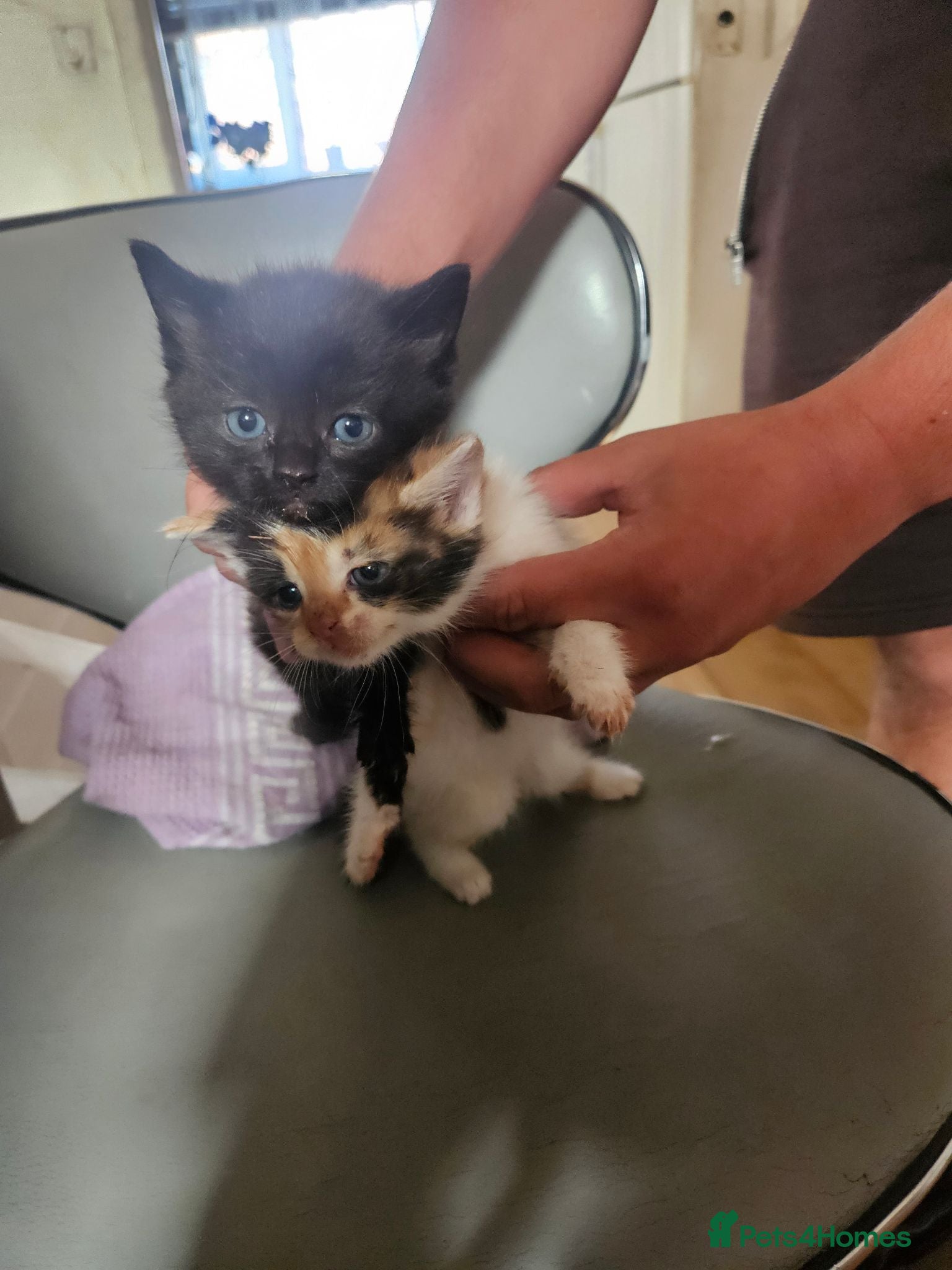 Mixed Breed cats Kitten - Advert 6