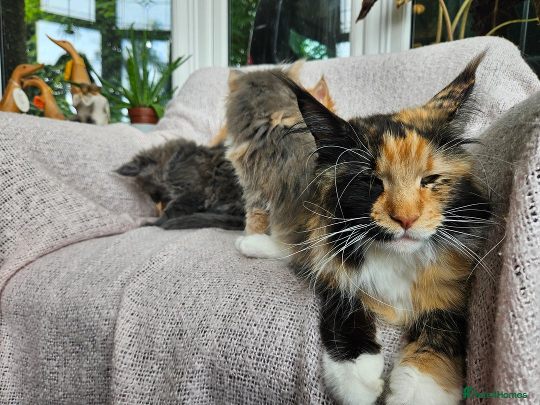 Maine Coon cats for sale: Maine Coon kittens available Chunky and confident - Image 21