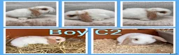 Mini Lop rabbits for sale: Mini lop babies  - Advert 7