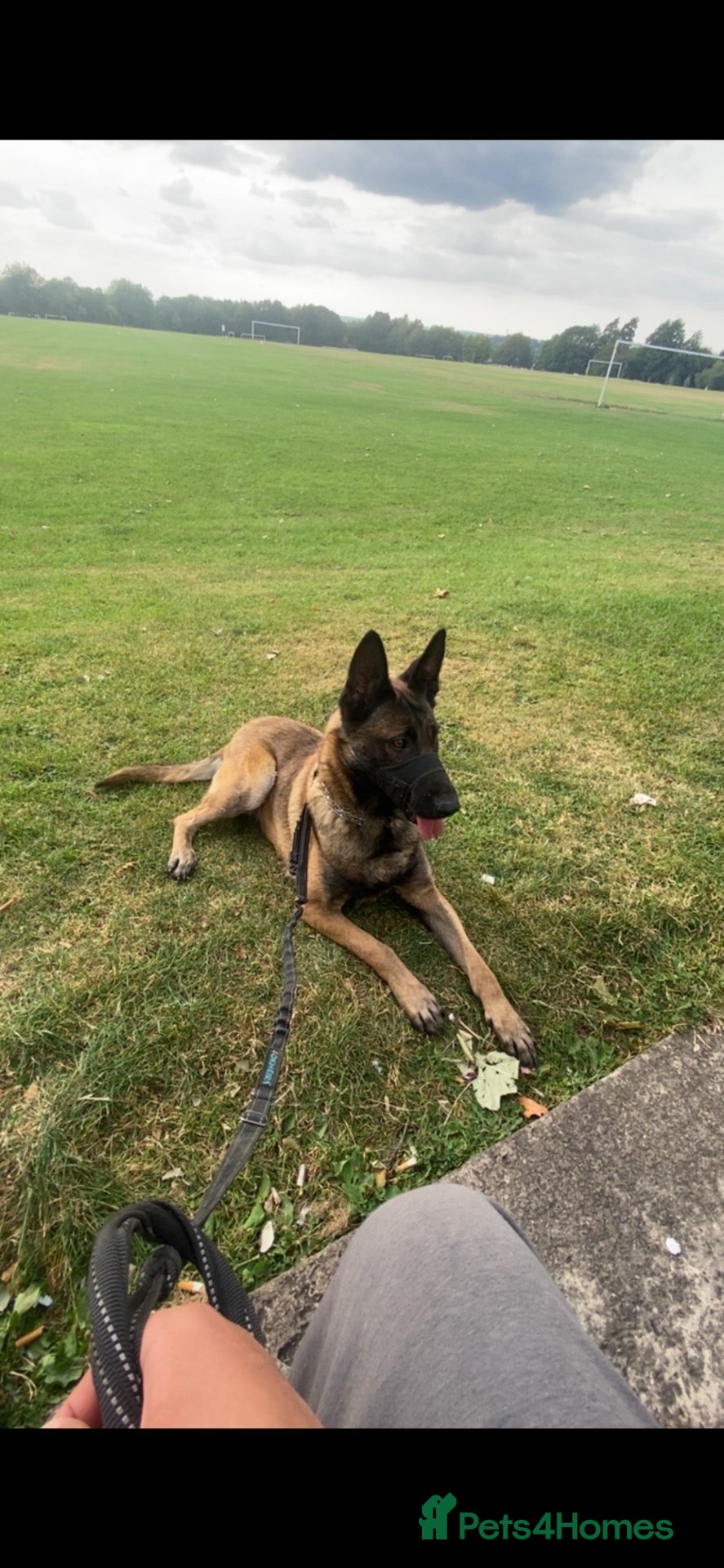 Belgian Shepherd Dog dogs Ayra  - Advert 4