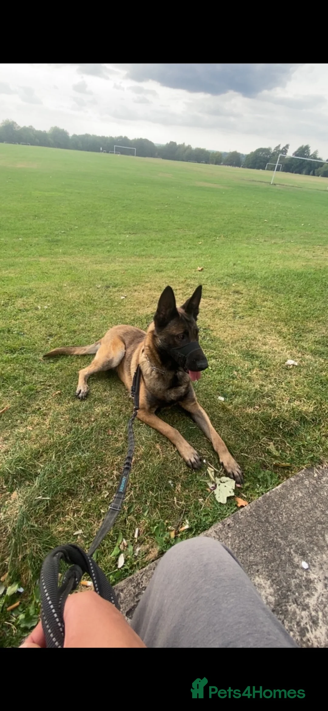 Belgian Shepherd Dog dogs for sale: Ayra  - Advert 1