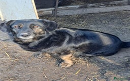 Mixed Breed dogs for adoption: Beautiful and Gentle LOLITA - for a Loving Home - Image 17