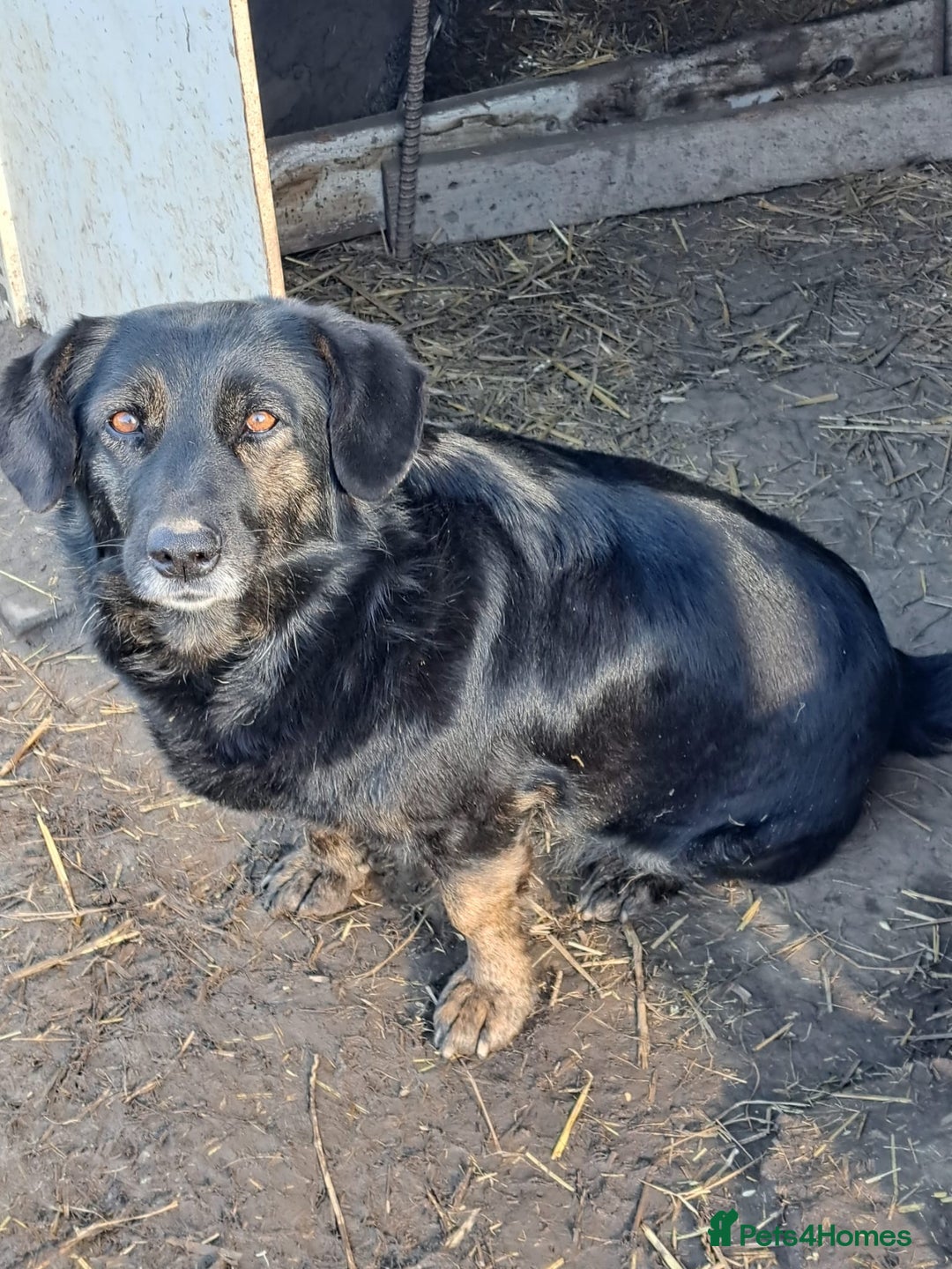 Mixed Breed dogs for adoption: Beautiful and Gentle LOLITA - for a Loving Home - Image 17