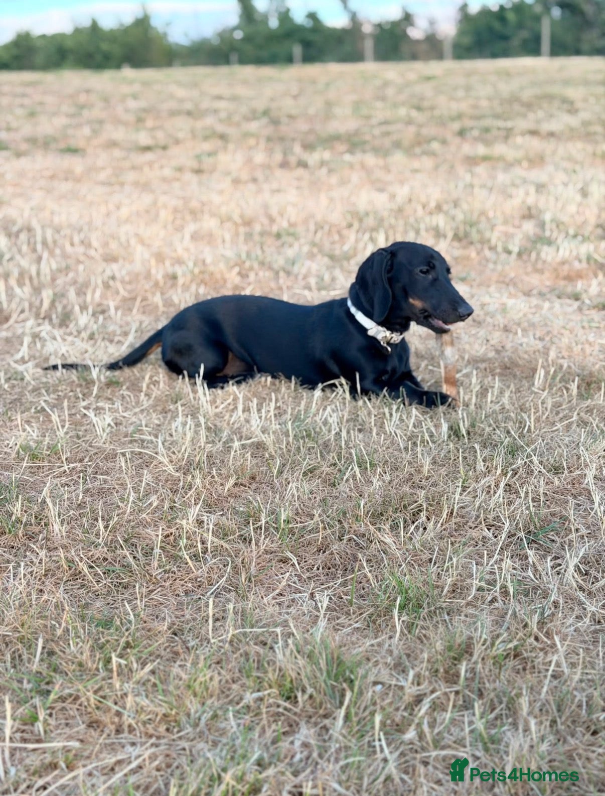 Miniature Dachshund dogs BLACK PANTHER - Advert 2
