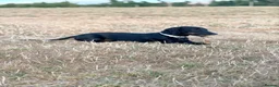 Miniature Dachshund dogs for stud: BLACK PANTHER - Advert 2