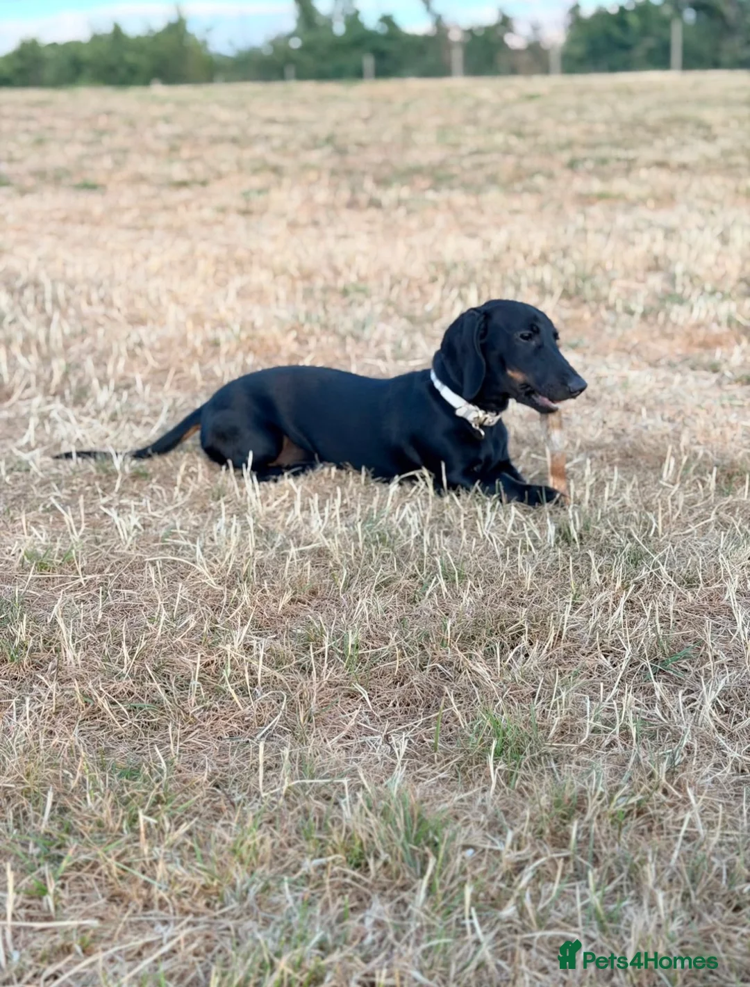 Miniature Dachshund dogs for stud: BLACK PANTHER - Advert 2