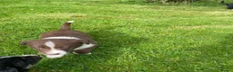 Border Collie dogs for sale: Border collies  - Advert 11