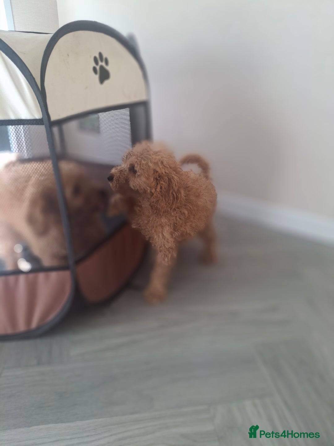 Cockapoo dogs for sale: Cockapoo puppys  - Image 19