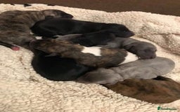 Whippet dogs for stud: KC Registered Whippet Dog in Swadlincote - Image 4