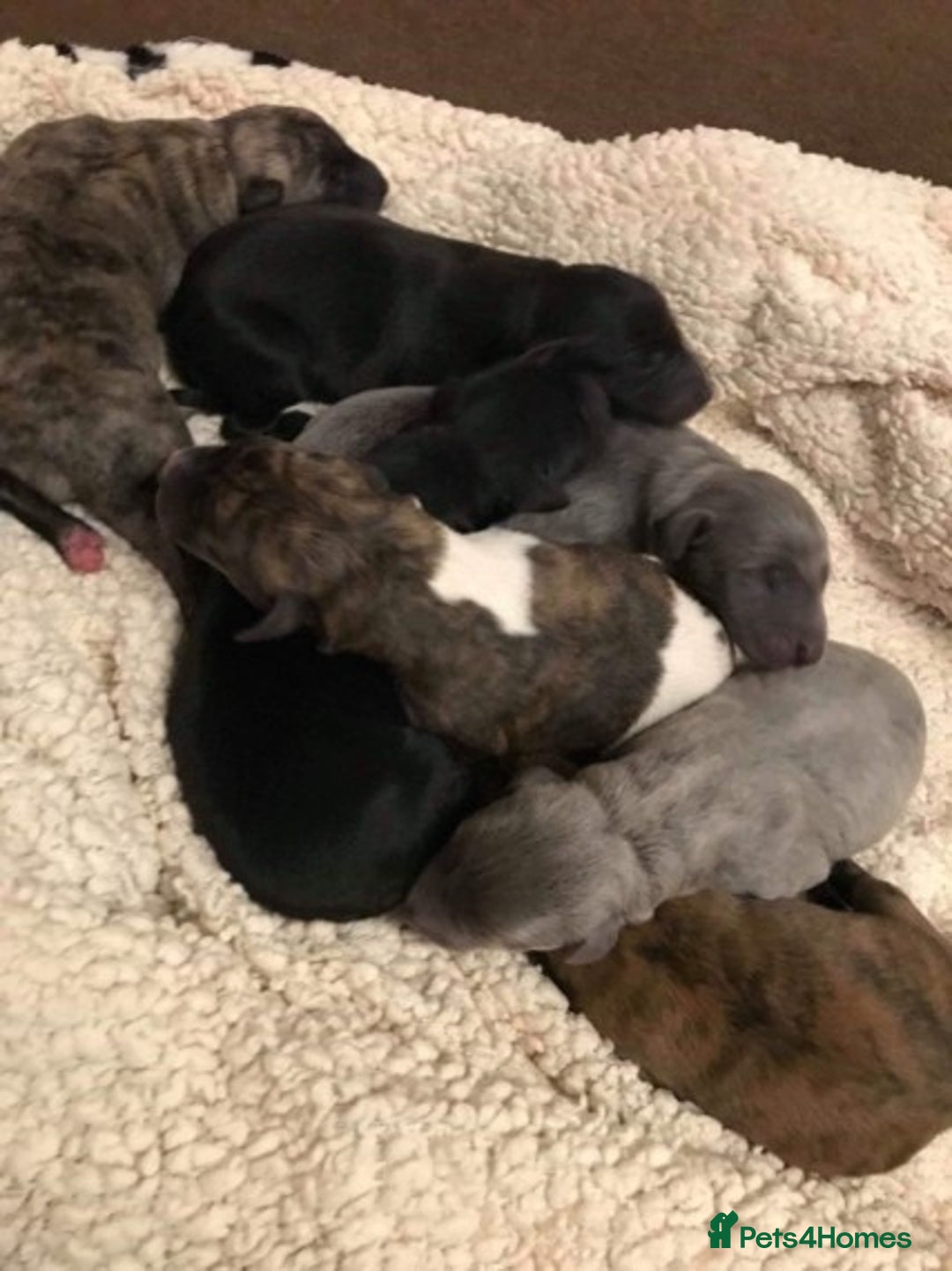 Whippet dogs for stud: KC Registered Whippet Dog in Swadlincote - Image 4