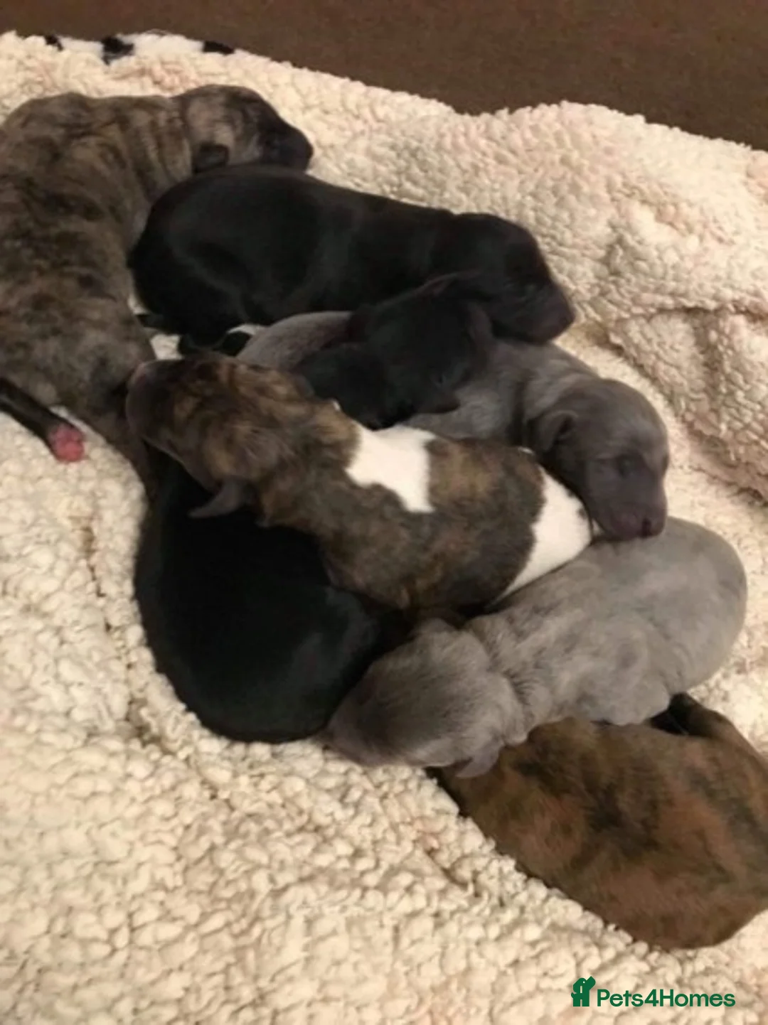 Whippet dogs for stud: KC Registered Whippet Dog in Swadlincote - Advert 4