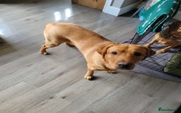 Labrador Retriever dogs for sale: Red Fox Labradors  - Advert 2