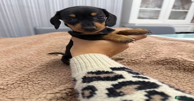 Miniature Dachshund dogs - Advert 4