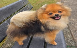 Pomeranian dogs for sale: *Beautiful female 15 month pomeranian* - Image 2