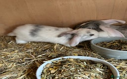 Mini Lop rabbits for sale: Beautiful mini lops bunnies,  various colours  - Image 3